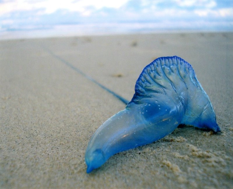 jellyfish beach safety