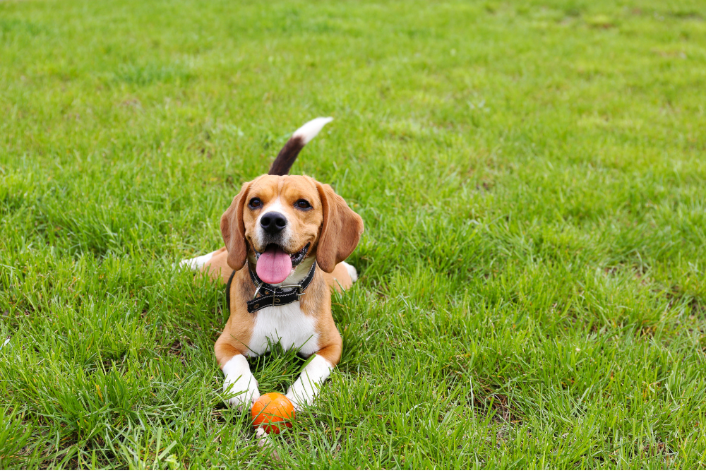 pet-friendly caravan parks