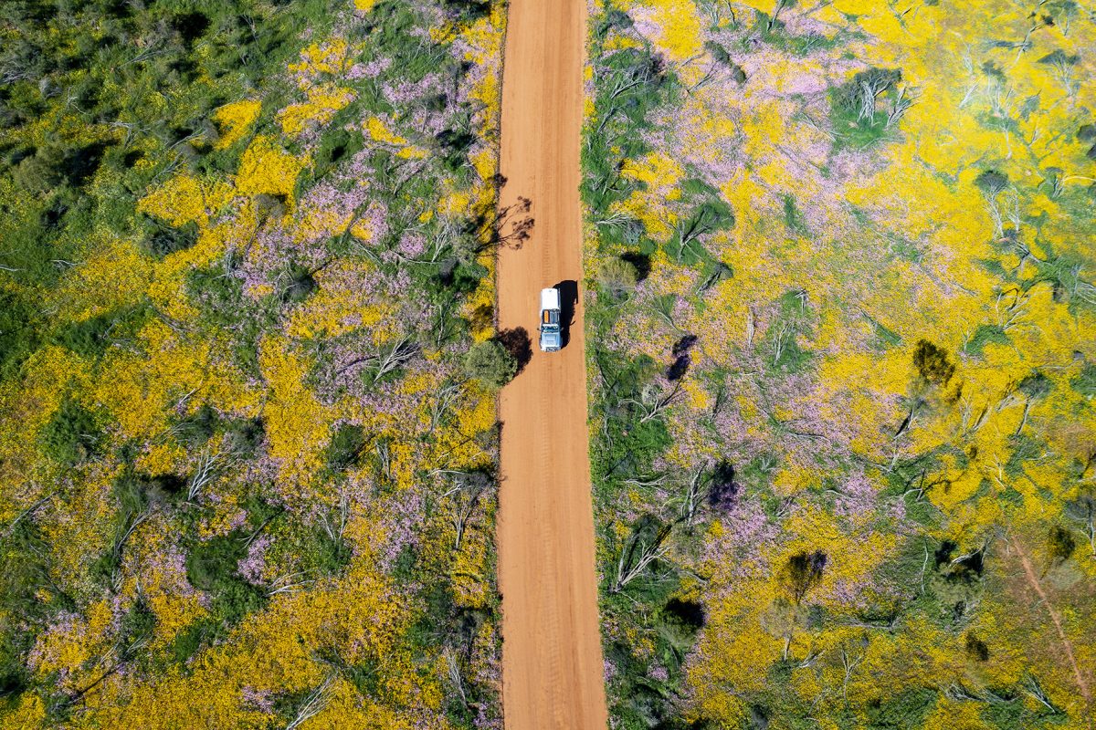 spring wildflowers