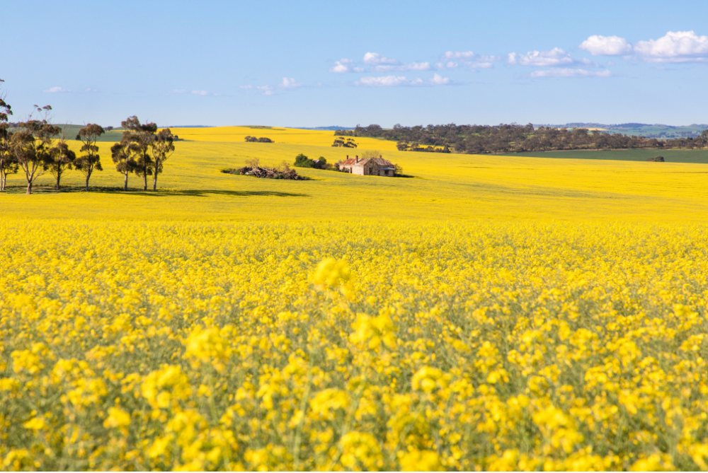 spring in south australia