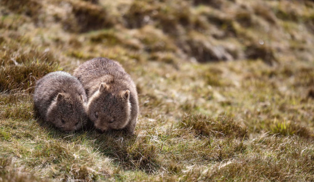 spring in tasmania