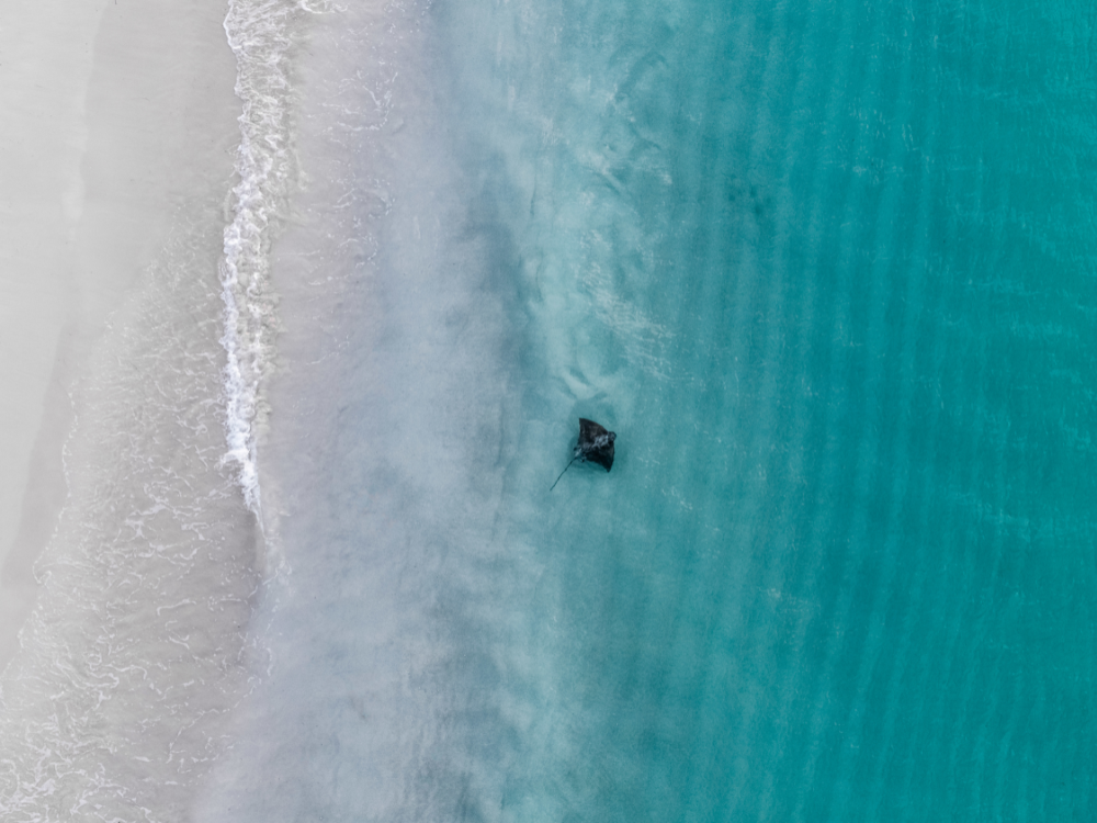 Stingrays at Hameline Bay 