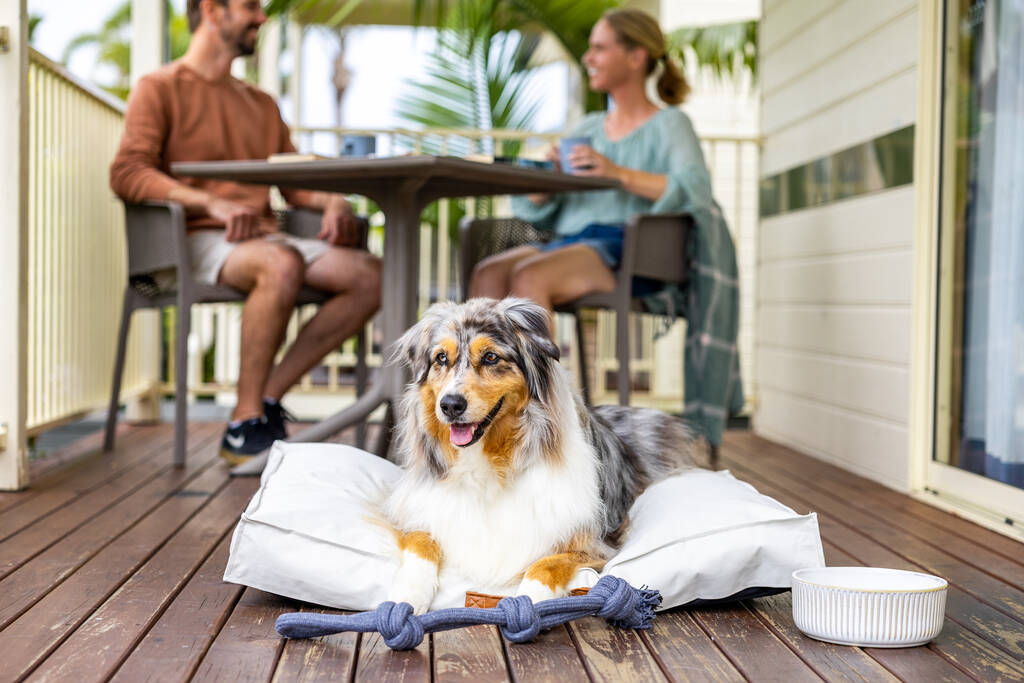 pet friendly accommodation in new south wales