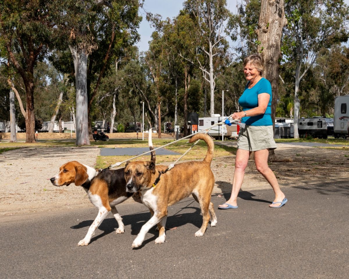 pet friendly accommodation nsw