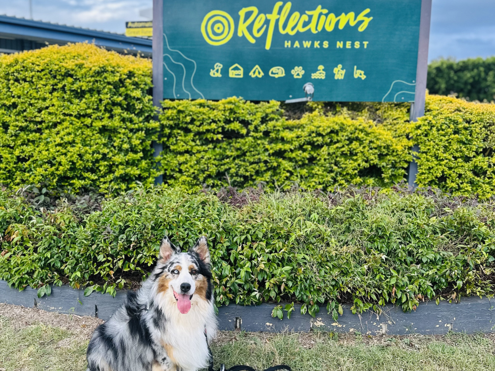 pet friendly accommodation in new south wales