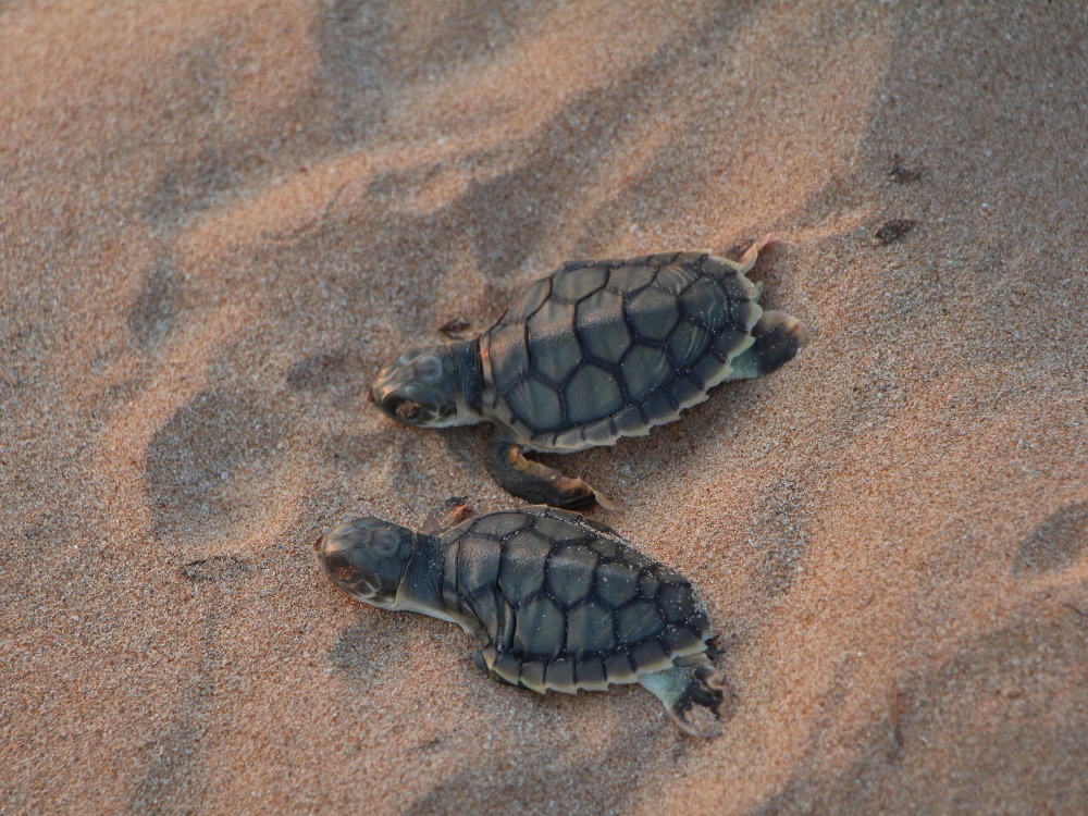 unique travel experiences australia