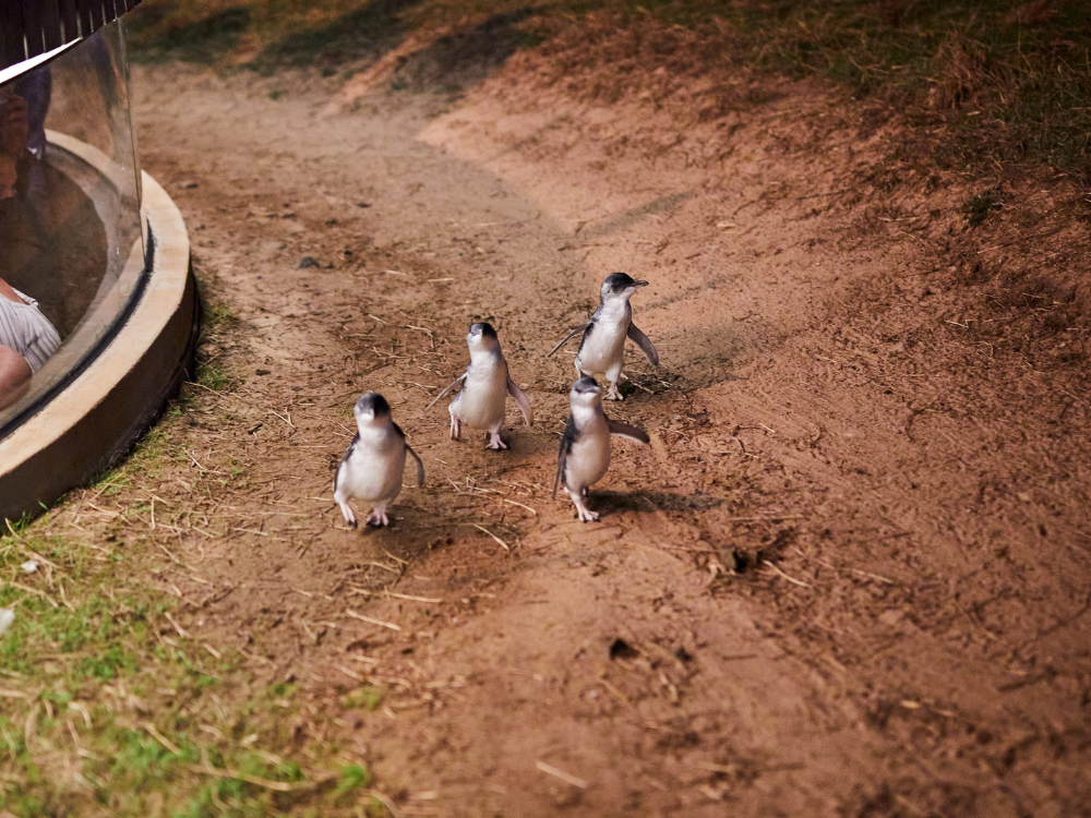 caravan camping holidays