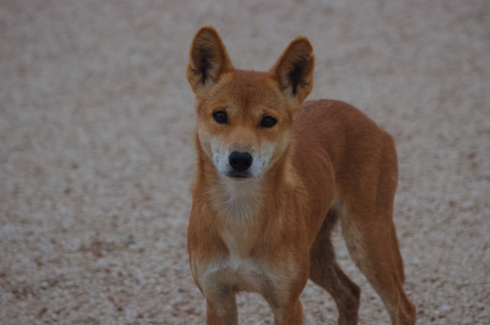 dingo seen while travelling australia