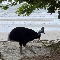 etty bay