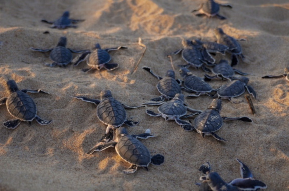 big lap done differently