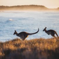 nsw spring road trip