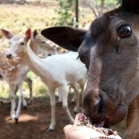 queensland holiday parks