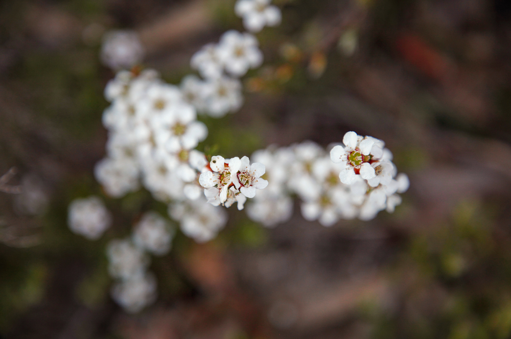 Spring wildflowers in the Grampians