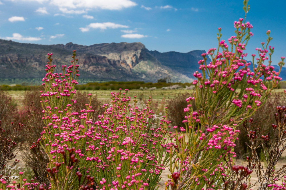 Spring wildflowers in the Grampians