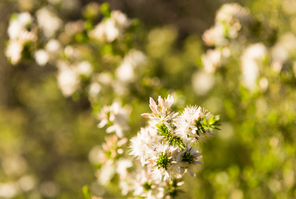 Spring wildflowers in the Grampians
