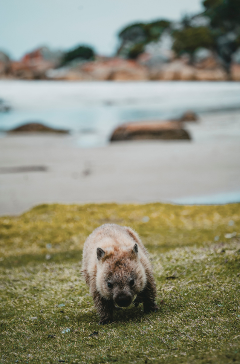 spring in tasmania