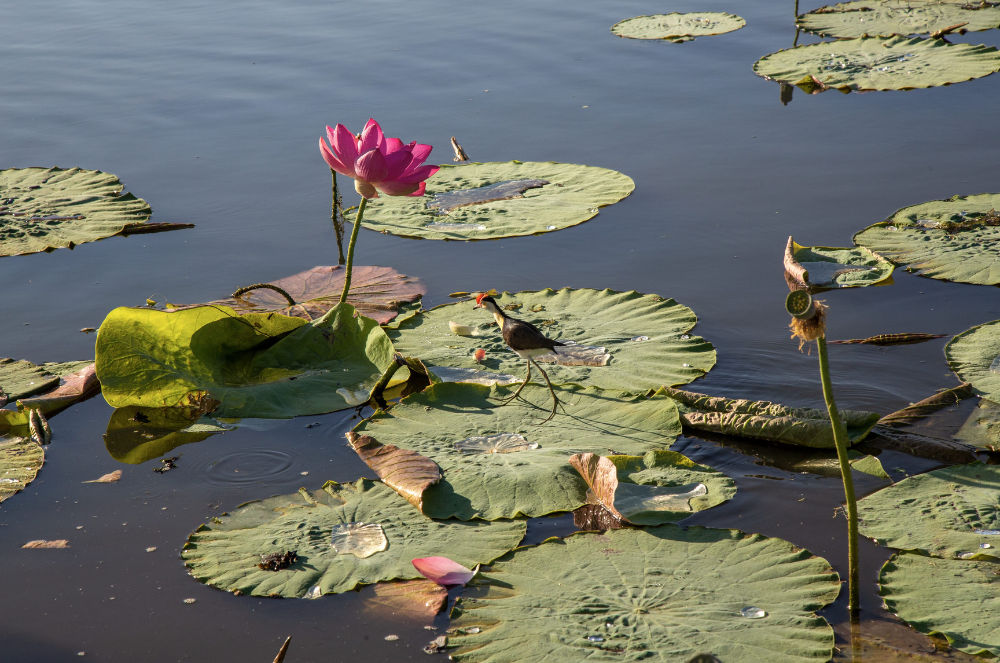 spring in kakadu