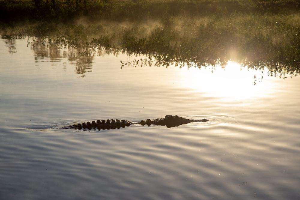 spring in kakadu