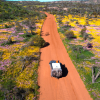 wildflowers western australia