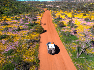 wildflowers western australia