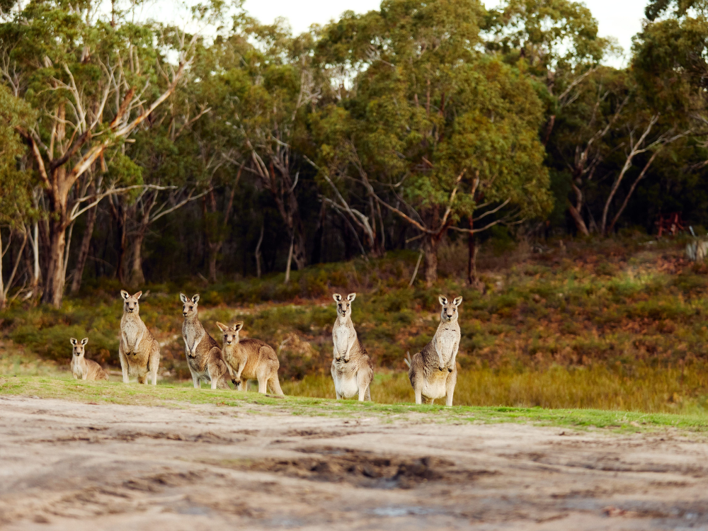 spring wildlife school holidays